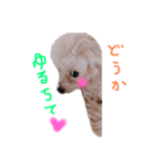 赤ちゃんプードルのラテちゃん2（個別スタンプ：16）