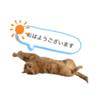 猫のななちゃんです。（個別スタンプ：6）