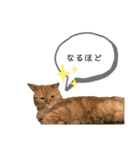 猫のななちゃんです。（個別スタンプ：13）