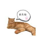 猫のななちゃんです。（個別スタンプ：16）