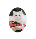 ミヌエット☆ぷりんくん（個別スタンプ：1）