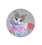 ミヌエット☆ぷりんくん（個別スタンプ：2）