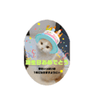 ミヌエット☆ぷりんくん（個別スタンプ：6）