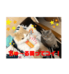 ミヌエット☆ぷりんくん（個別スタンプ：9）