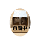 ミヌエット☆ぷりんくん（個別スタンプ：14）