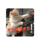 ミヌエット☆ぷりんくん（個別スタンプ：17）