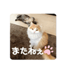 ミヌエット☆ぷりんくん（個別スタンプ：22）