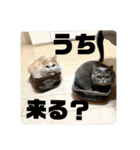 ミヌエット☆ぷりんくん（個別スタンプ：36）