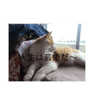あさおうチャンネル（個別スタンプ：8）