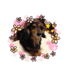 chorachoro（個別スタンプ：3）