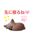 茶々丸とこまつな（個別スタンプ：5）