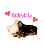 茶々丸とこまつな（個別スタンプ：7）