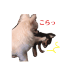 茶々丸とこまつな（個別スタンプ：8）