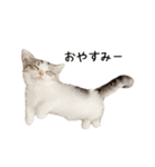 短足子ねこハルのスタンプ（個別スタンプ：2）