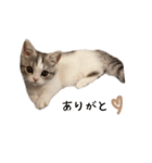 短足子ねこハルのスタンプ（個別スタンプ：3）