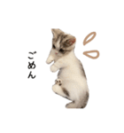 短足子ねこハルのスタンプ（個別スタンプ：4）