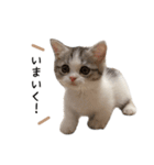 短足子ねこハルのスタンプ（個別スタンプ：6）