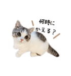 短足子ねこハルのスタンプ（個別スタンプ：8）