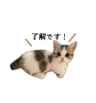 短足子ねこハルのスタンプ（個別スタンプ：12）