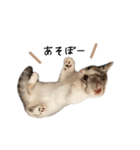 短足子ねこハルのスタンプ（個別スタンプ：17）