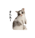 短足子ねこハルのスタンプ（個別スタンプ：18）