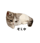 短足子ねこハルのスタンプ（個別スタンプ：19）