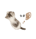 短足子ねこハルのスタンプ（個別スタンプ：20）