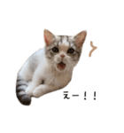 短足子ねこハルのスタンプ（個別スタンプ：21）