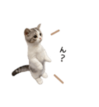 短足子ねこハルのスタンプ（個別スタンプ：23）
