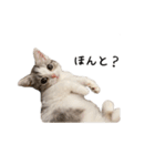 短足子ねこハルのスタンプ（個別スタンプ：24）