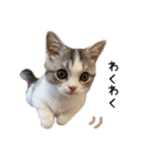 短足子ねこハルのスタンプ（個別スタンプ：26）