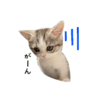 短足子ねこハルのスタンプ（個別スタンプ：28）