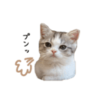 短足子ねこハルのスタンプ（個別スタンプ：31）