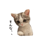 短足子ねこハルのスタンプ（個別スタンプ：32）