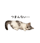 短足子ねこハルのスタンプ（個別スタンプ：33）