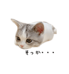 短足子ねこハルのスタンプ（個別スタンプ：34）