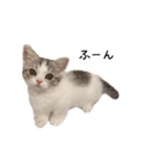短足子ねこハルのスタンプ（個別スタンプ：36）