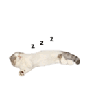 短足子ねこハルのスタンプ（個別スタンプ：38）