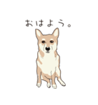 柴犬ラバーズ（個別スタンプ：1）