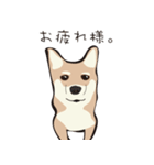 柴犬ラバーズ（個別スタンプ：2）