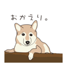柴犬ラバーズ（個別スタンプ：3）