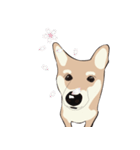 柴犬ラバーズ（個別スタンプ：5）