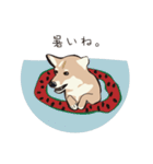 柴犬ラバーズ（個別スタンプ：6）