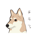 柴犬ラバーズ（個別スタンプ：9）