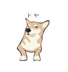 柴犬ラバーズ（個別スタンプ：12）