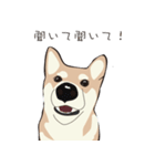 柴犬ラバーズ（個別スタンプ：13）