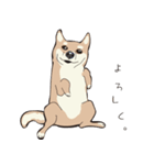 柴犬ラバーズ（個別スタンプ：14）
