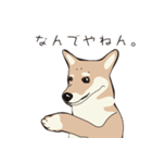 柴犬ラバーズ（個別スタンプ：17）