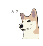 柴犬ラバーズ（個別スタンプ：18）