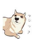 柴犬ラバーズ（個別スタンプ：20）